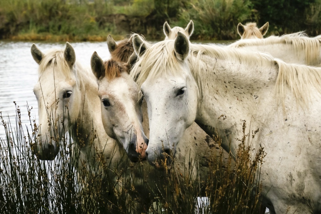 Camargue Horses Marsh 150912  MG 1511