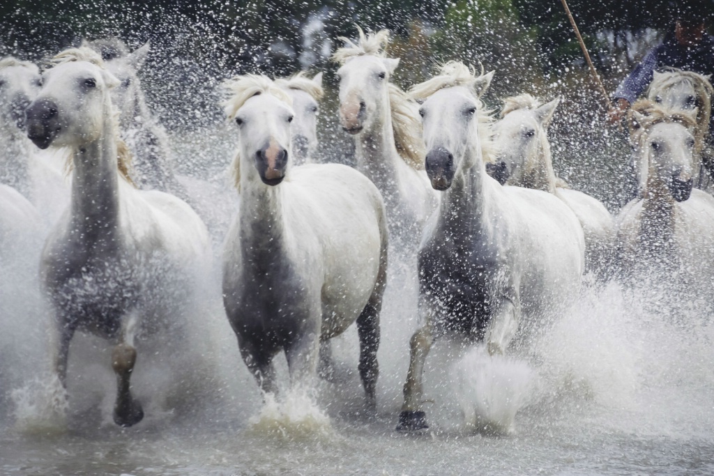 Camargue Horses Marsh 150912  MG 1670
