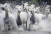 Camargue Horses M...