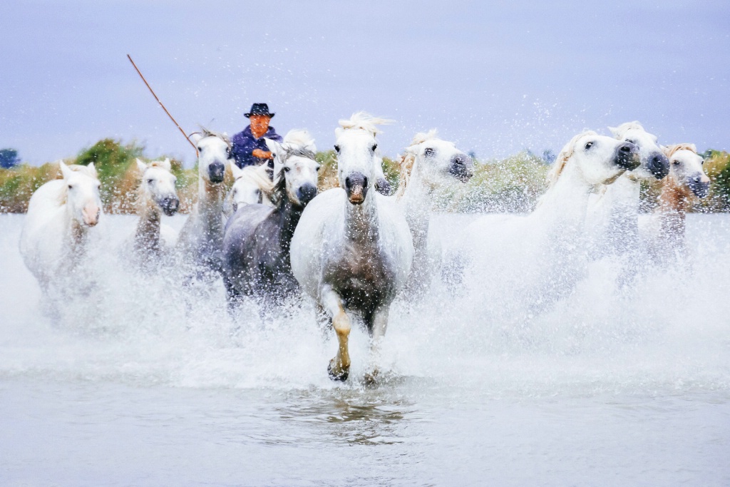 Camargue Horses Marsh 150912  MG 1759