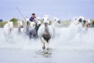 Camargue Horses M...