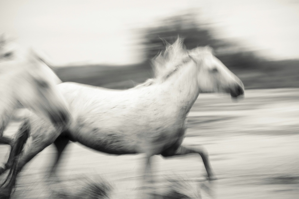 Camargue Horses Marsh 150912  MG 2154