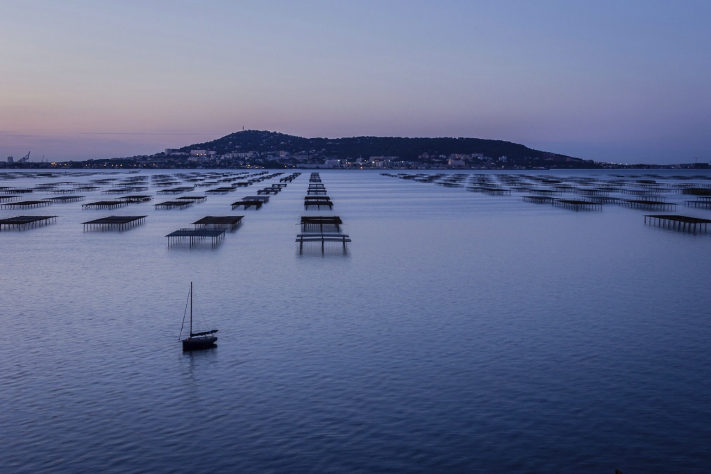 Camargue Oyster Beds 150909  MG 9288