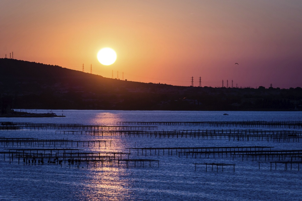 Camargue Oyster Beds 150909  MG 9381