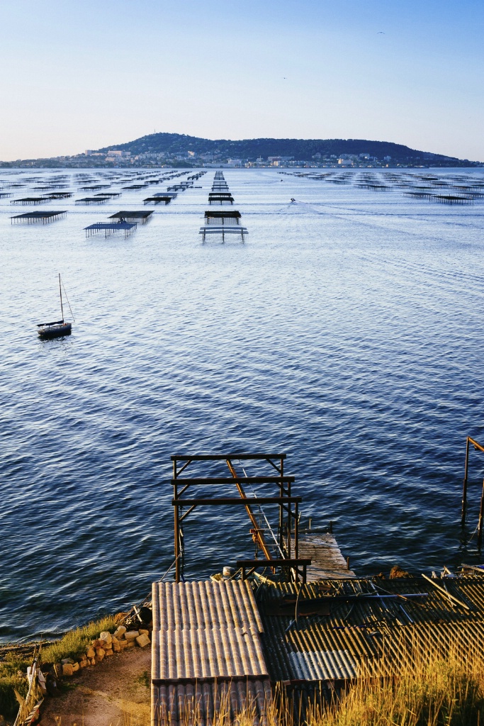 Camargue Oyster Beds 150909  MG 9477