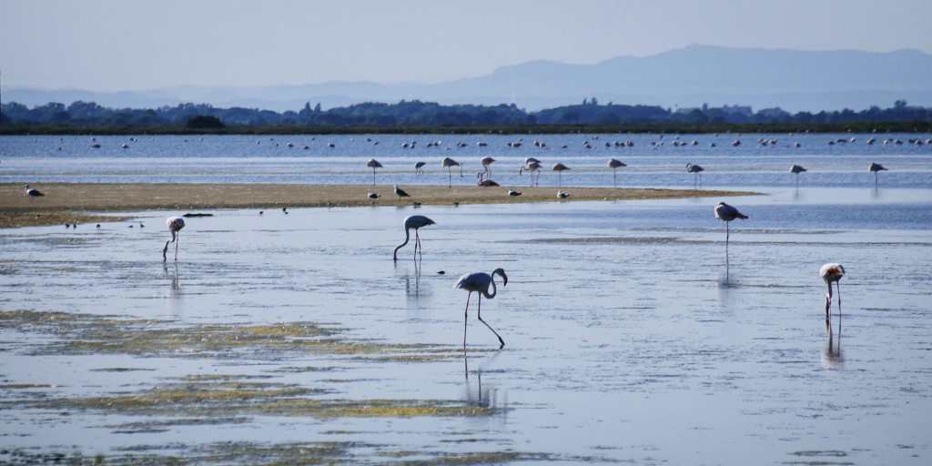 Camargue Salt Marsh 150909  MG 9534-2