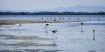 Camargue Salt Mar...