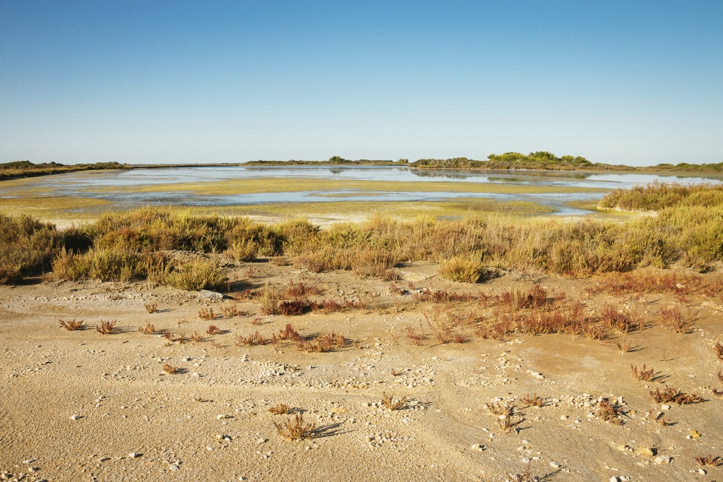 Camargue Salt Marsh 150909  MG 9616-2