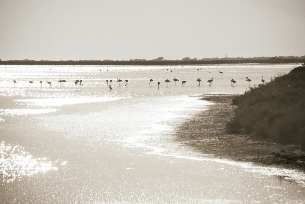 Camargue Salt Marsh 150909  MG 9713