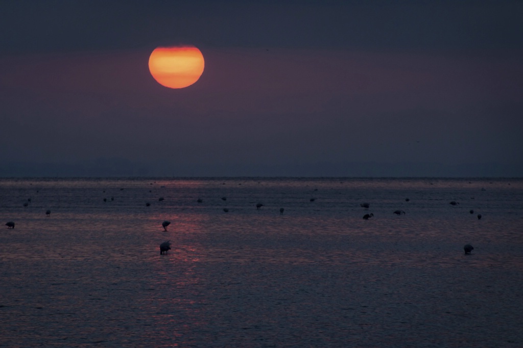 Camargue Seascape Sunrise 150911  MG 0359