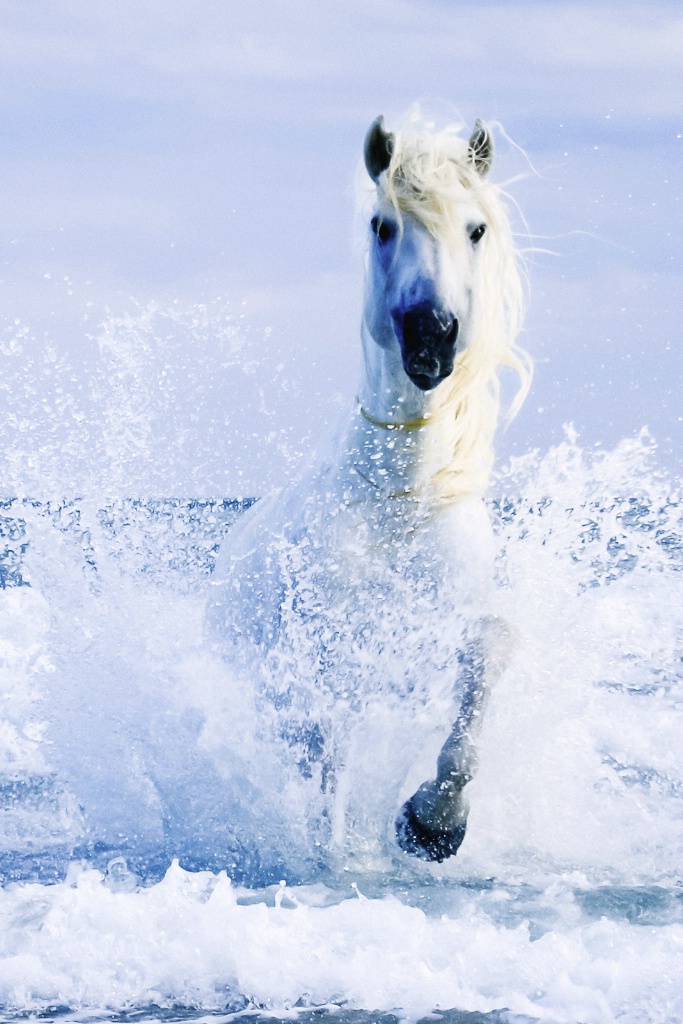 Camargue Stallion Beach 150911  MG 1148-Edit