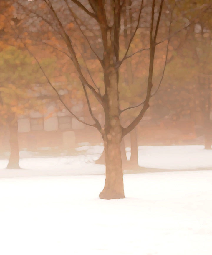 Tree in Winter 1