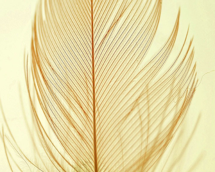 Cardinal Feather