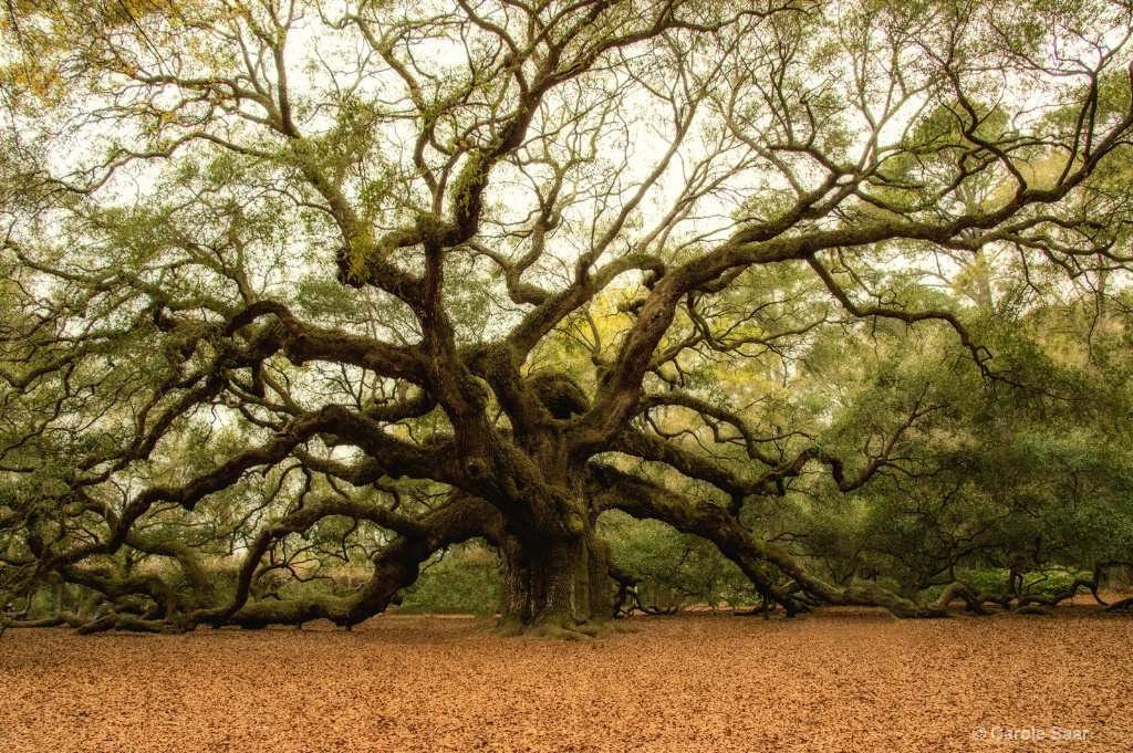 Angel Oak Tree