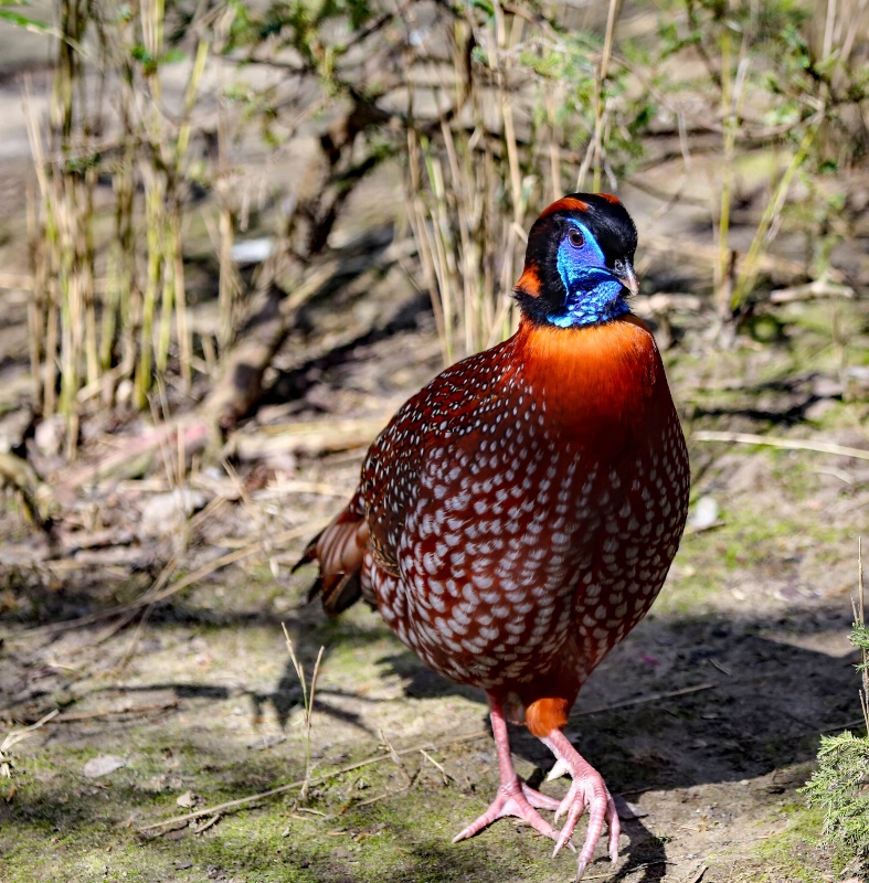 Satyr Tragopan