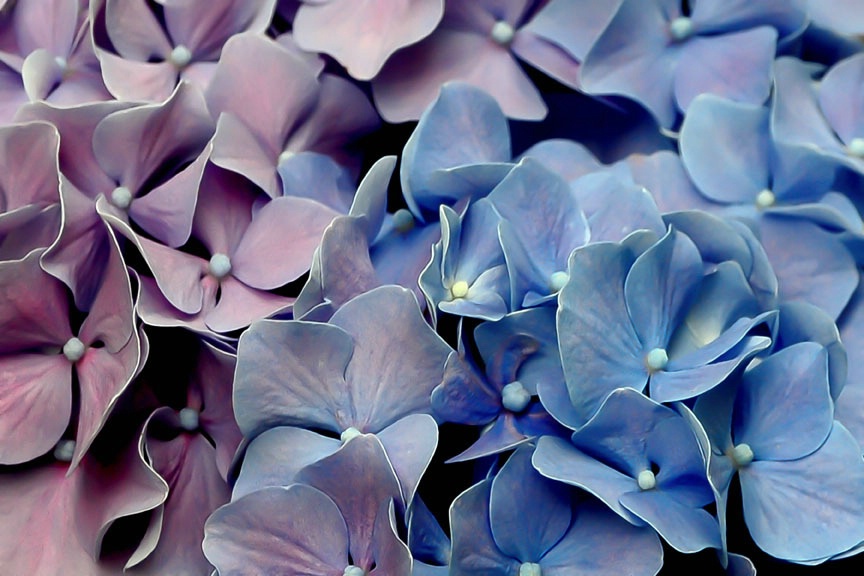 Hydrangeas 2