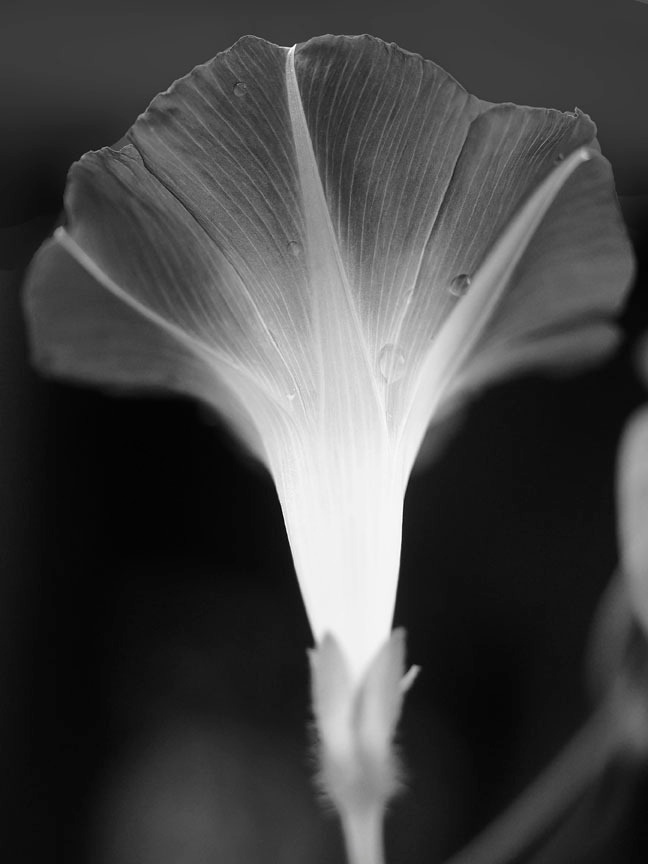 Morning Glory in Black and White