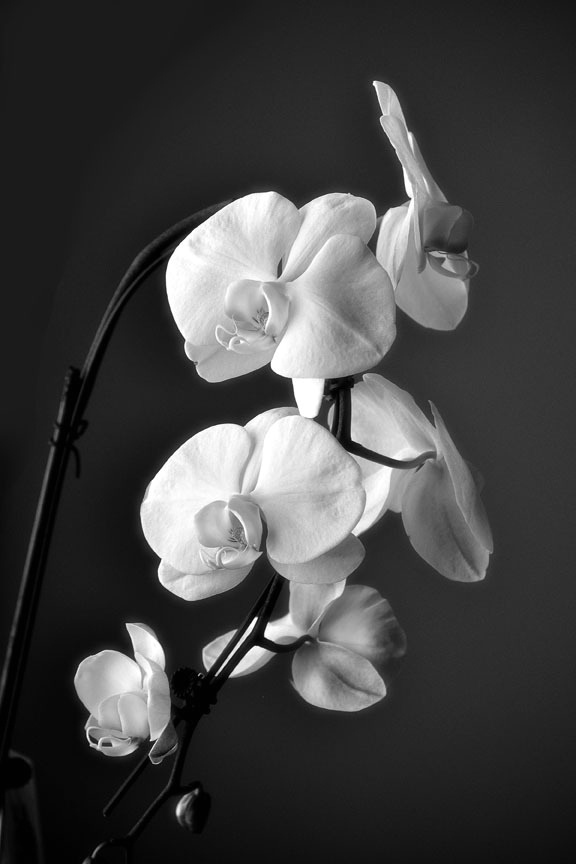 Orchids 1