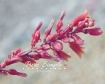 Dew Drops