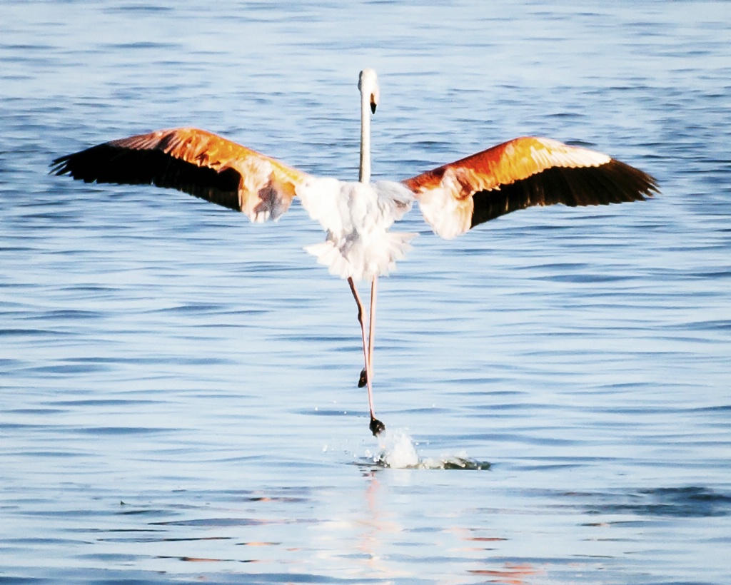 Camargue Salt Marsh 150909  MG 9646-Edit