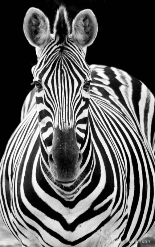 Zebra