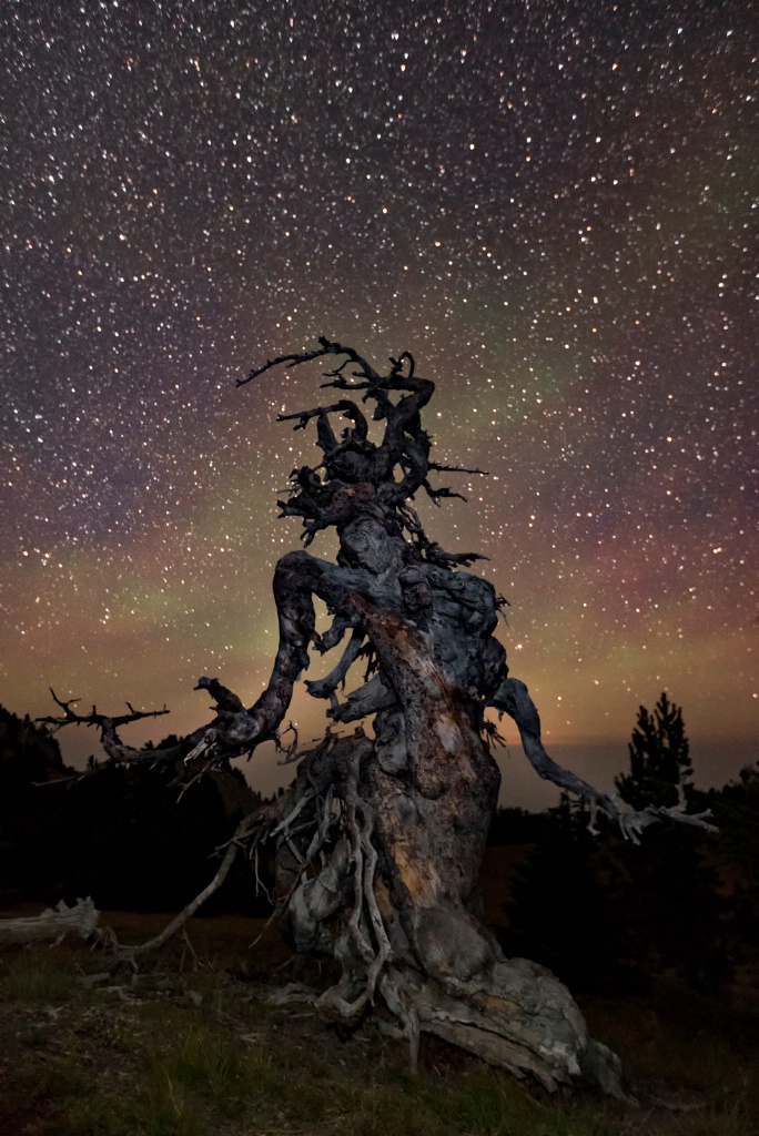 Dryad Among The Stars