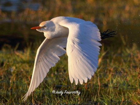 Cattle Egret Leaving The Pond