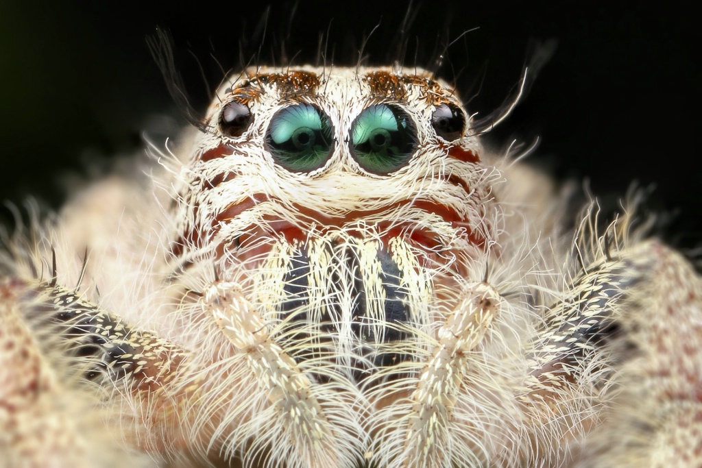 Jumping spider