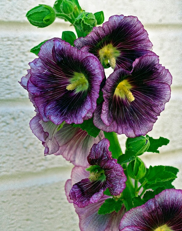 Hollyhocks!