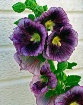 Hollyhocks!