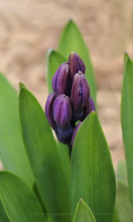 Hyacinth Buds