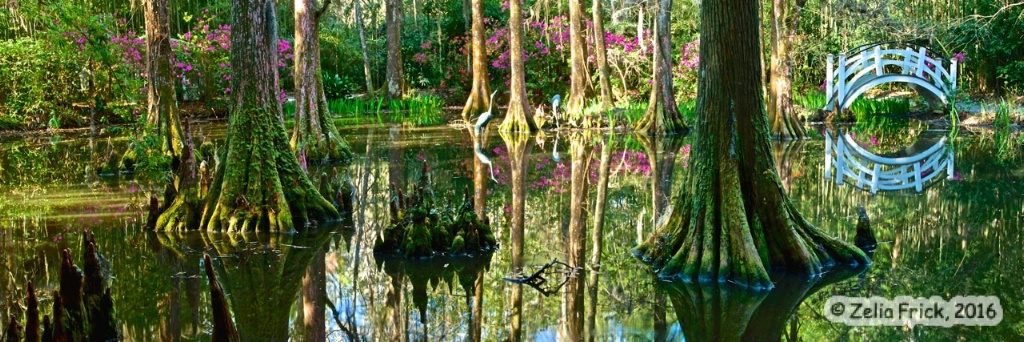 A Serene Morning at the Swamp - ID: 15109140 © Zelia F. Frick