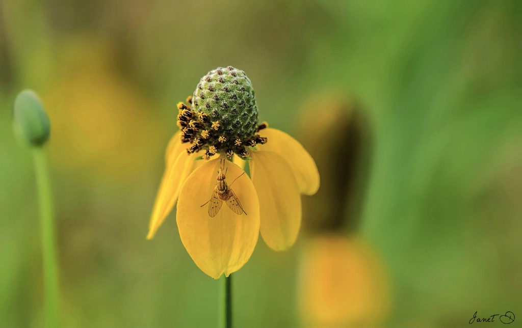 Tiny Hat Dancer