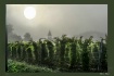 Blessed Vines
