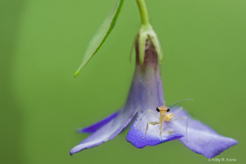 Baby Praying Mantis - ID: 15109156 © Kitty R. Kono