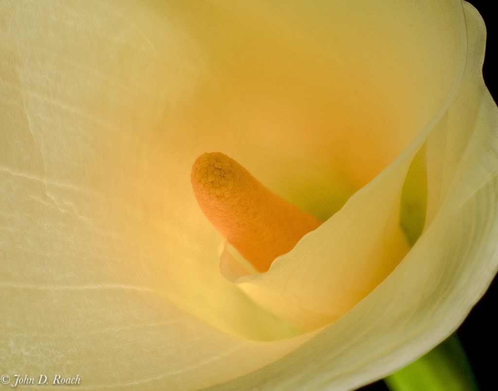 Calla Lily #3 - ID: 15109320 © John D. Roach