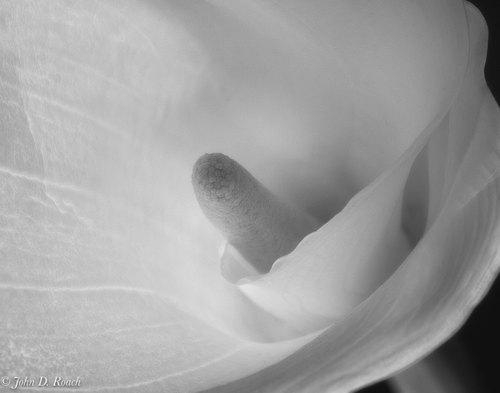 Calla Lily #2 - ID: 15109321 © John D. Roach