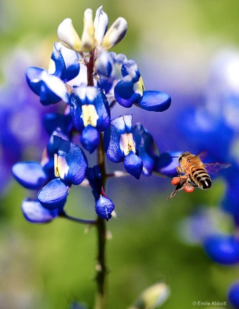Blue Bonnet and Visitor