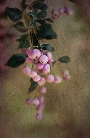 Pink Berries