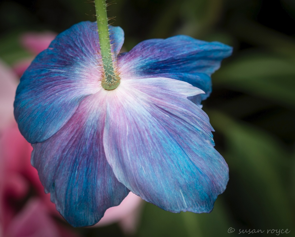 Himalayan Blue Poppy