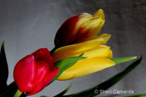 Tulips for Ruth - ID: 15109843 © Sheri Camarda