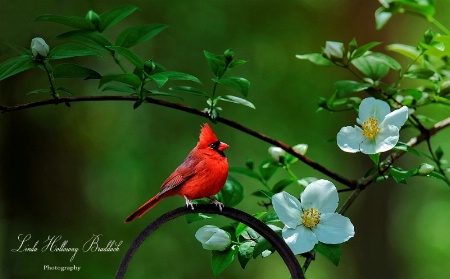 Red Bird and Dogwood