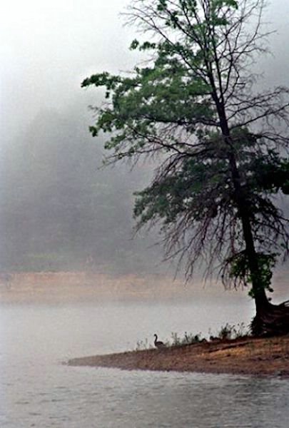 Goose in Fog