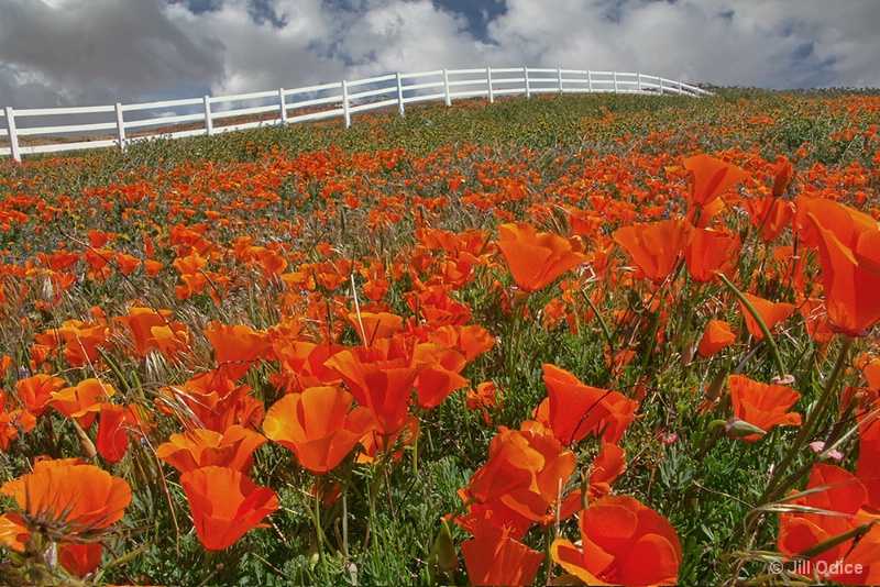 Poppy Field