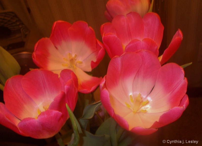 Pretty bouque of pink tulips