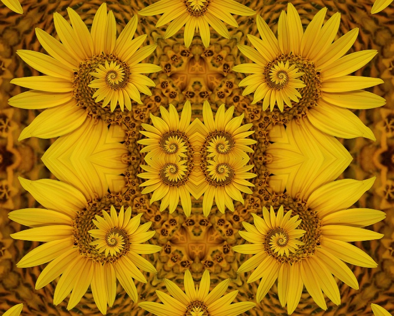 Spunflower Too