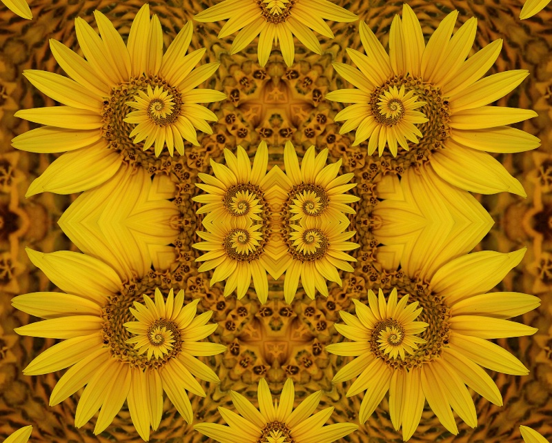 Spunflower Too