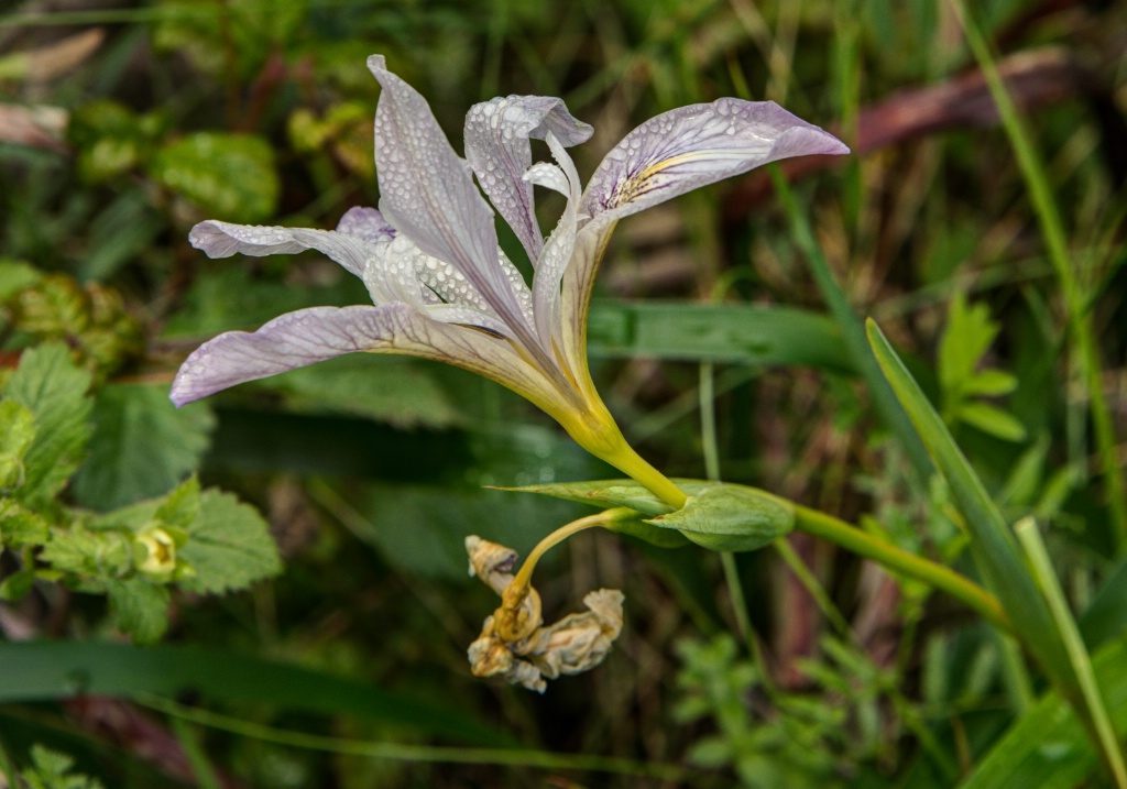 Point Reyes Iris