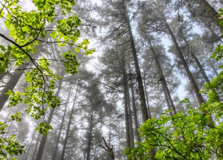 Green in the Fog