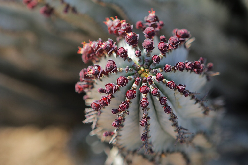 Tiny Buds